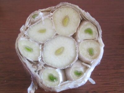 garlic-types